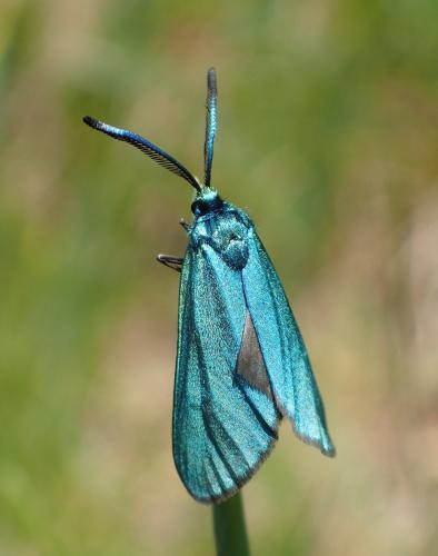 Réf. 256 000 : Adscita sp.
